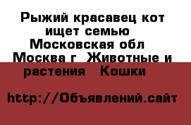 Рыжий красавец кот ищет семью - Московская обл., Москва г. Животные и растения » Кошки   